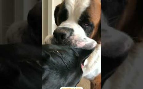 【Lucky11 Online Casino】I thought two dogs were french kissing ???