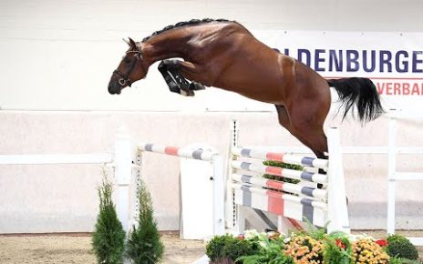 Casino Rubin *2016 by Casino Grande x Quidam's Rubin (Sosath Stallion present 2020)