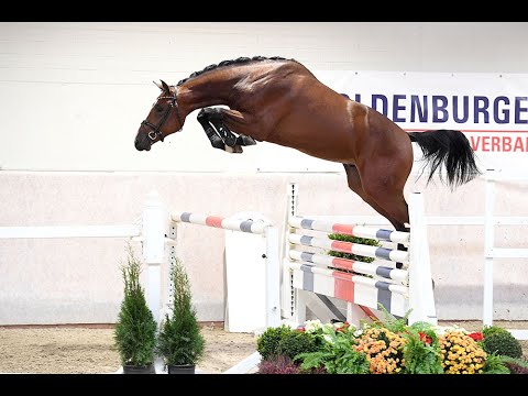 Casino Rubin *2016 by Casino Grande x Quidam's Rubin (Sosath Stallion present 2020)