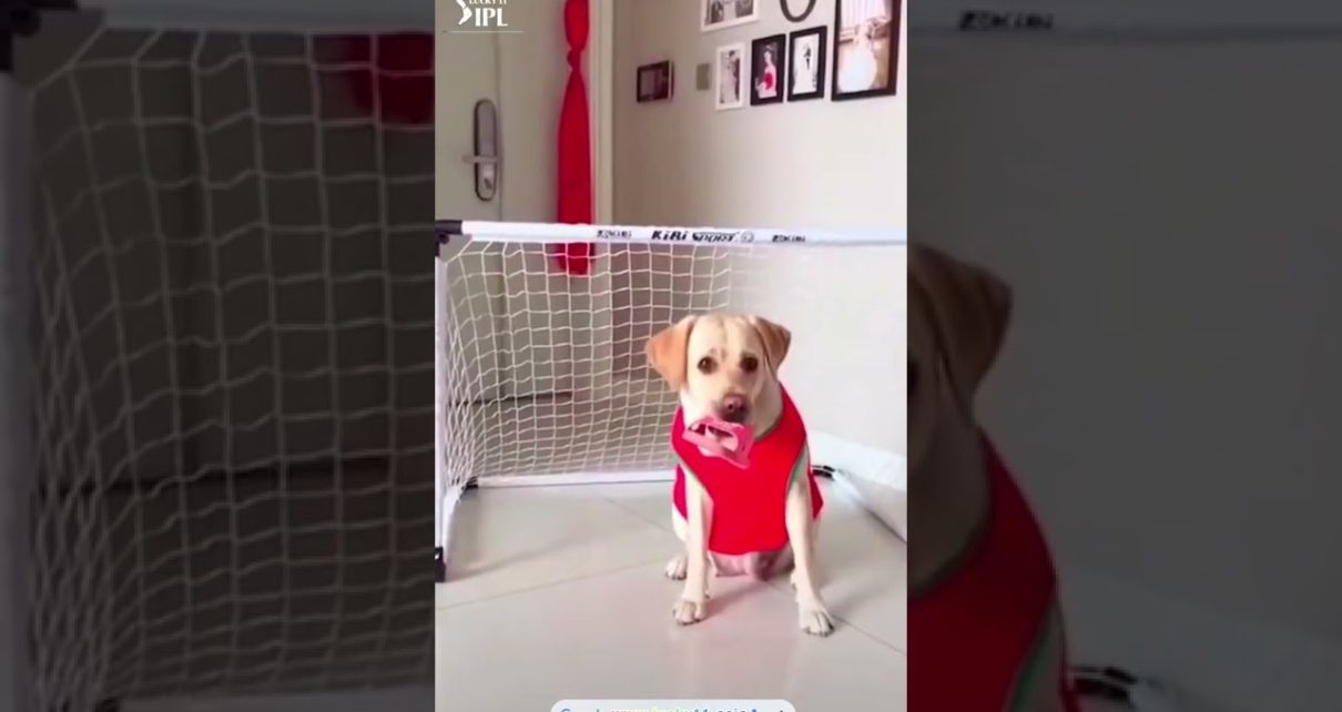 ✊✊【LUCKY11 Online Casino】In addition to live games during the IPL, there are also funny videos ✊✊