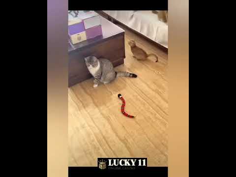 【Lucky11 Online Casino】at the end another 1 hopping on the wall ?