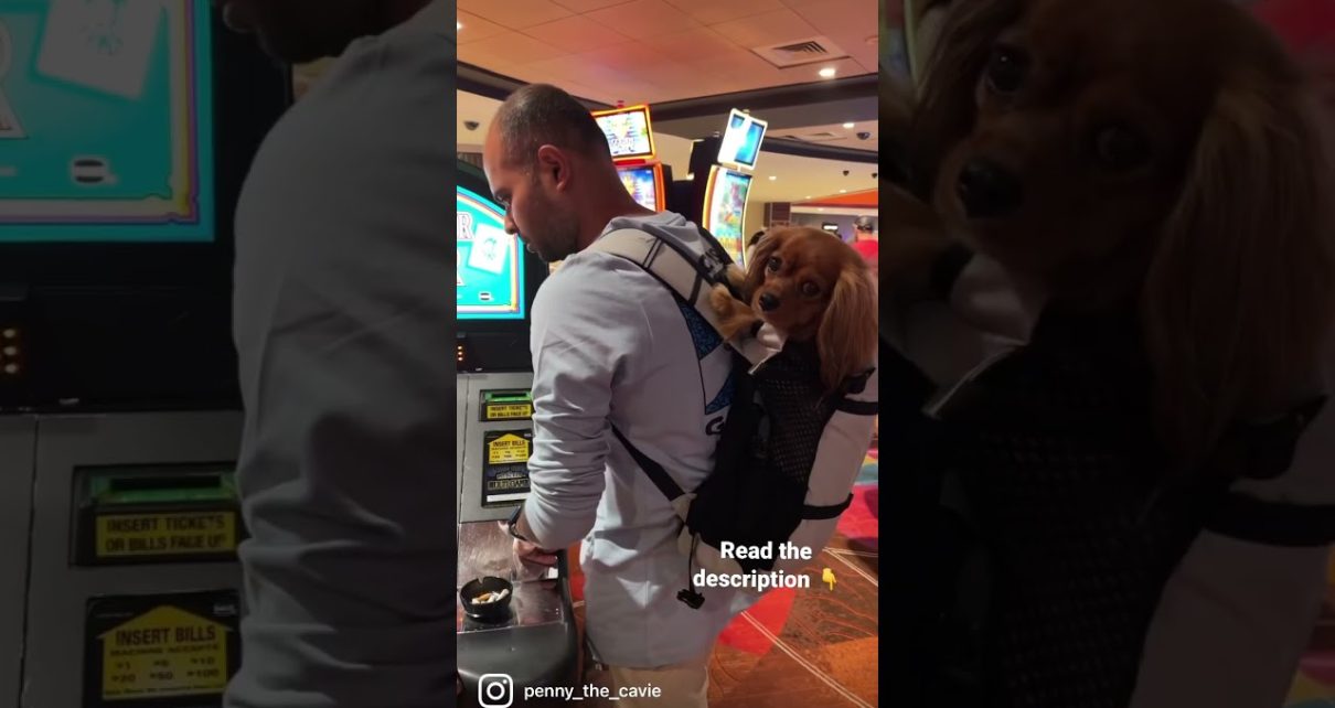 How to take a dog ? to Casino ?