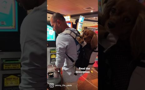 How to take a dog ? to Casino ? #shorts #travelingwithpets