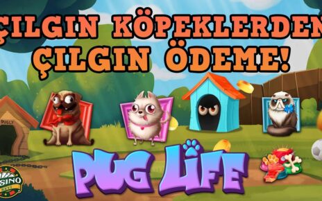 BU KÖPEKLERDEN ZARAR GELMEZ | HACKSAW GAMING SLOT OYUNU | Pug Life #slotvurgun #slotvideo #casino