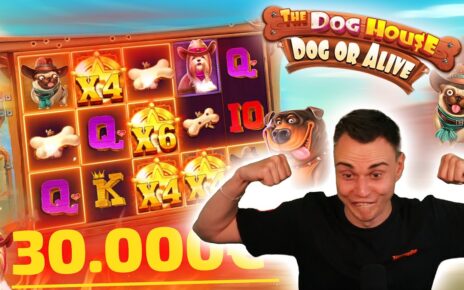 MEGA GEWINNE auf 50€ beim neuen DOG HOUSE! 🐾💥 | Casino Slot Stream Highlights